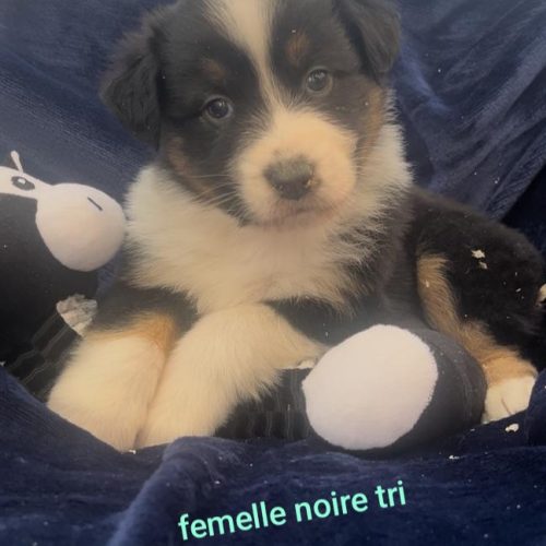 Femelle noire tri Brooklyn bébé Tais à adopter