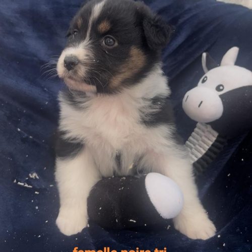 Femelle noire tri Bounty bébé Tais à adopter