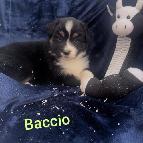 Baccio
