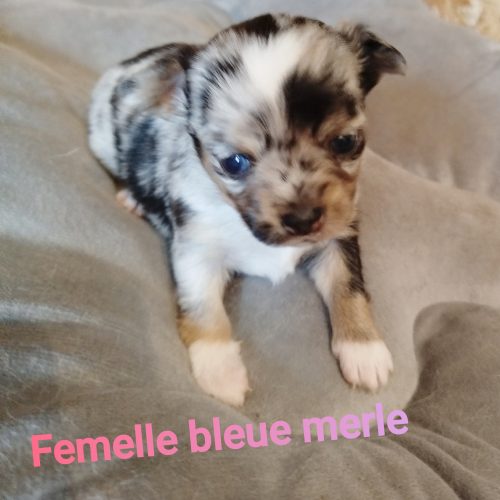 Pixie Réservée