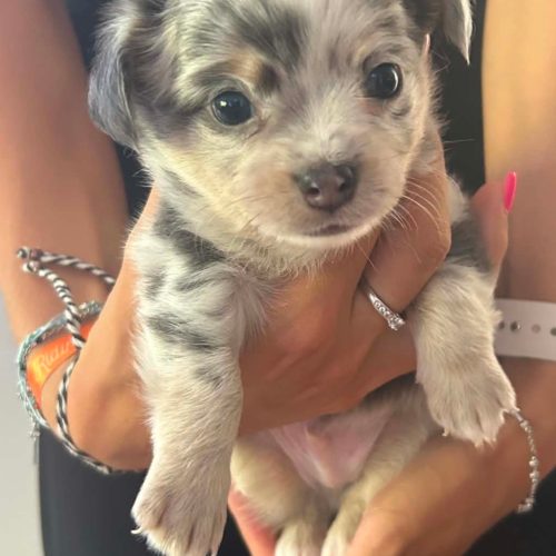 Mâle chichi merle disponible à la réservation