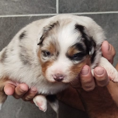 Femelle BA bleue merle disponible à la réservation