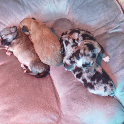 bébés chichi à réserver