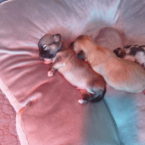 bébés chichi à réserver