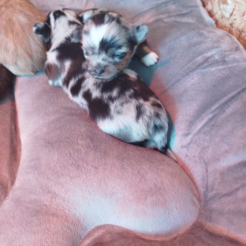 bébés chichi à réserver