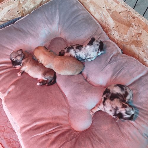 bébés chichi à réserver