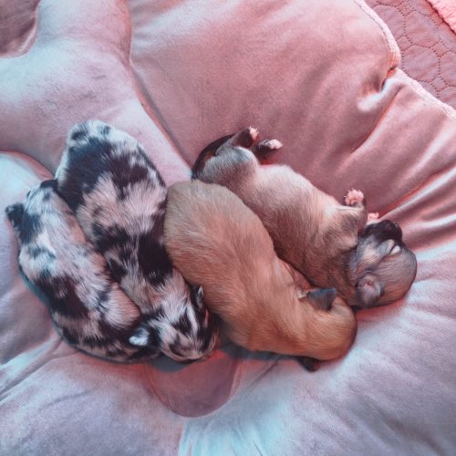 bébés chichi à réserver