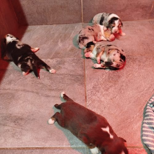 bébés BA Victoire à réserver