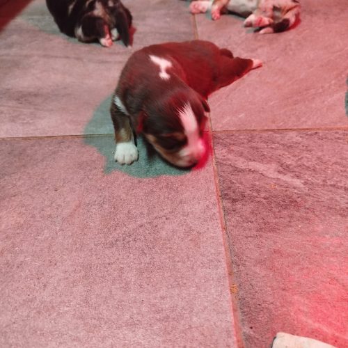 bébés BA Victoire à réserver