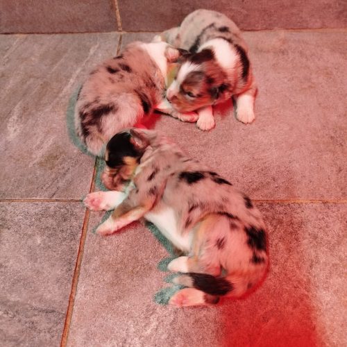 bébés BA Victoire à réserver