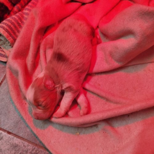 bébés BA Victoire à réserver