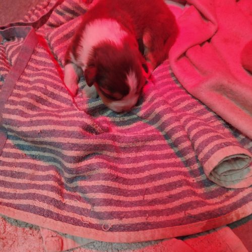 bébés BA Victoire à réserver