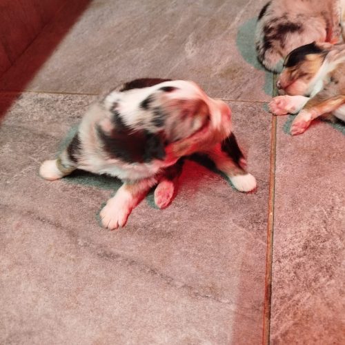 bébés BA Victoire à réserver